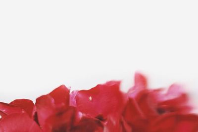 Close-up of flowers over white background