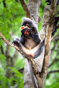 Close-up of monkey on tree