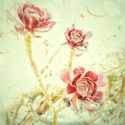 Close-up of wilted rose