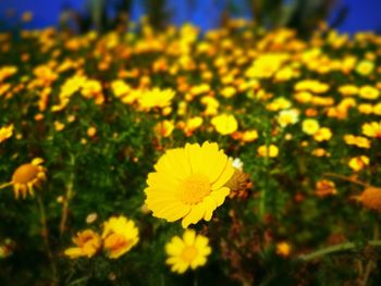 Close-up of yellow flowers blooming outdoors