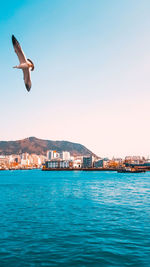 Bird flying over sea against buildings in city