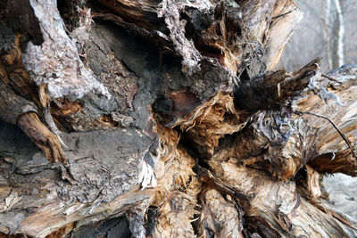 Close-up of dead tree trunk