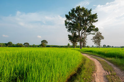 Scenic view of agricultural field against sky