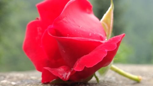 Close-up of pink rose