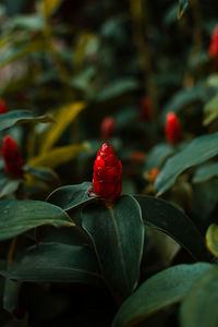 Close-up of red flowering plant