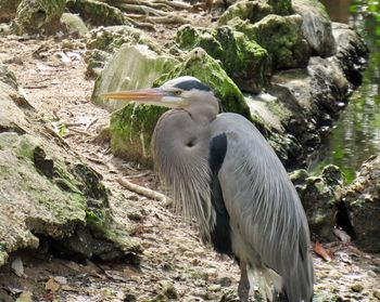 View of bird perching on rock