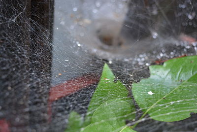 Close-up of spider web