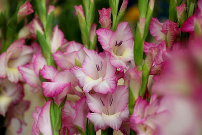 Close-up of pink flowers blooming outdoors