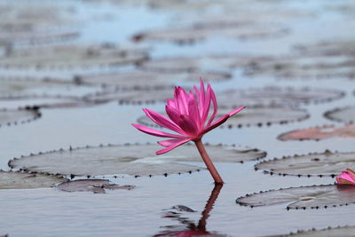 Close-up of pink water lily in lake