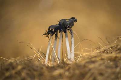 Close-up of insect on land