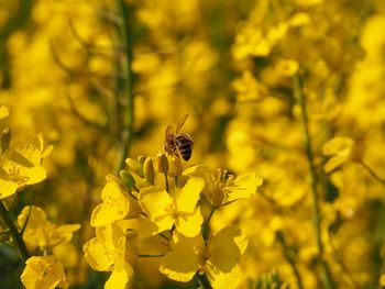 Close-up of insect on flower