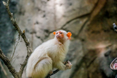 Close-up of a white mongkey on tree