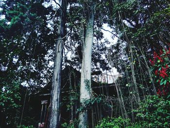 Low angle view of trees against sky