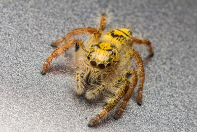 Close-up of spider