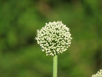 Close-up of white flowering plant