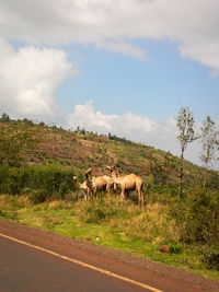 Horses on road by trees against sky