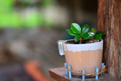 Close-up of potted plant