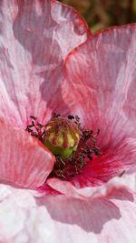 Close-up of pink flower