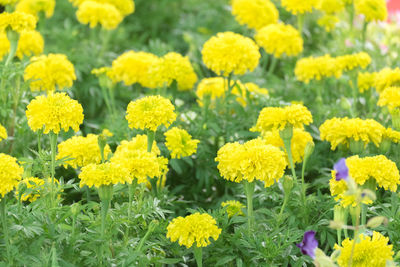 Close-up of yellow flowers