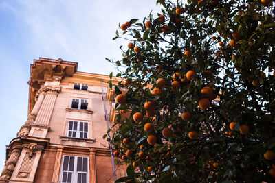 Low angle view of orange tree against sky in italy