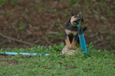 Dog looking away on land