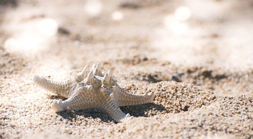 Close-up of lizard on sand at beach