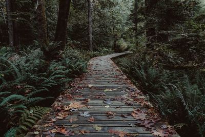 Boardwalk amidst trees in forest