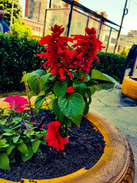 Close-up of red flowering plant in pot