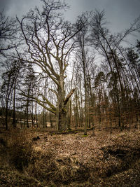 Bare trees on field in forest against sky