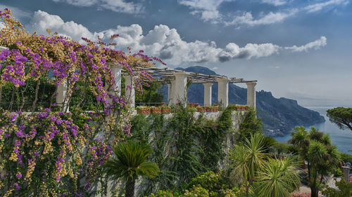 Flowers growing by sea against sky