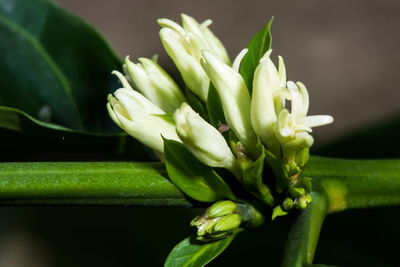 Close-up of fresh green plant