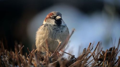 Close-up of bird perching on twig