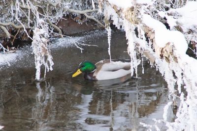 View of ducks swimming in lake