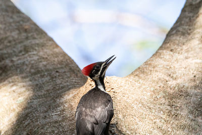 Close-up of bird perching on a tree