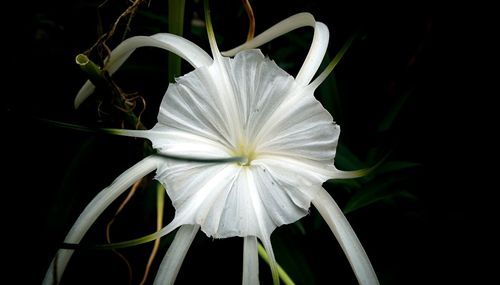 Close-up of white flower blooming outdoors