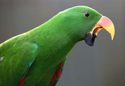 Close-up of green bird