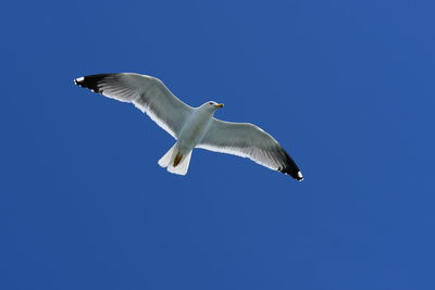 Low angle view of seagull flying in sky