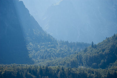 Full frame shot of  forest on mountains
