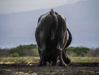 Horse on a field