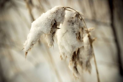 Close-up of insect on snow