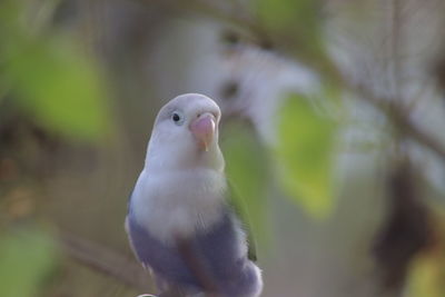 Close-up of bird perching on branch