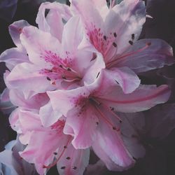 Close-up of pink flowers