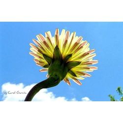 Low angle view of flowers against blue sky