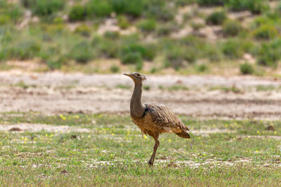 Bird standing in a field