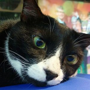 Close-up portrait of cat