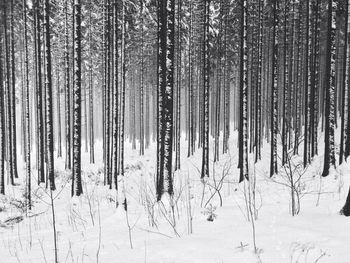 Panoramic shot of trees in forest during winter