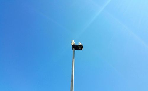 Low angle view of birds on lamp post against blue sky