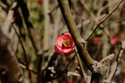 Close-up of red flower