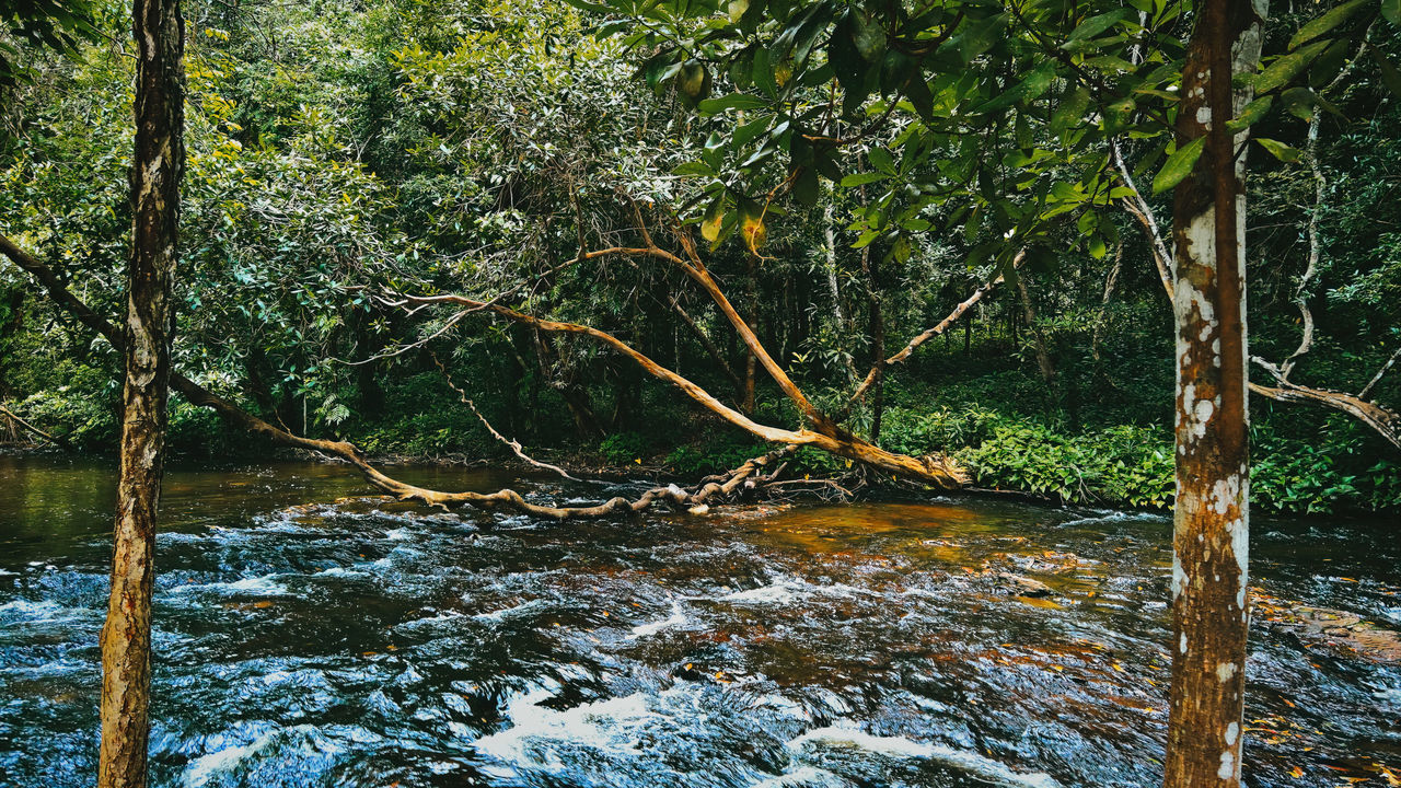 tree, natural environment, plant, river, wilderness, nature, forest, beauty in nature, water, stream, land, tranquility, woodland, growth, no people, scenics - nature, day, creek, leaf, wetland, rainforest, tranquil scene, non-urban scene, green, autumn, tree trunk, trunk, outdoors, branch, body of water, environment, swamp, flowing water, idyllic, jungle, old-growth forest