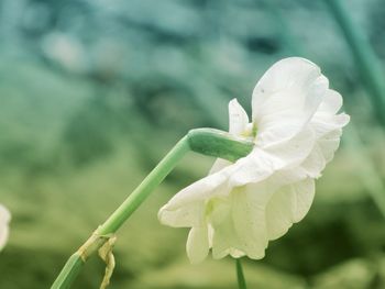 Close-up of white flowering plant